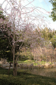 写真：桧原公園