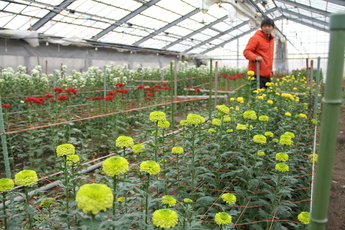 写真：電照菊の栽培