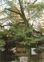 多賀神社社叢（苅屋）